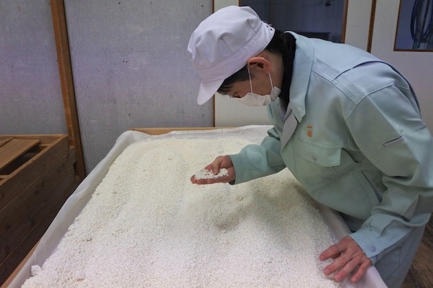 麹の出来栄えを確認する鈴木杜氏