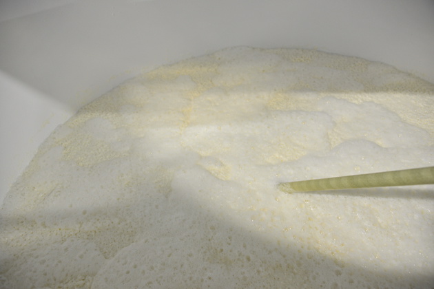 The foam produced by yeast