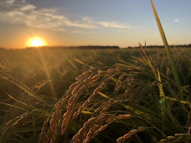 現地栽培の山田錦の写真