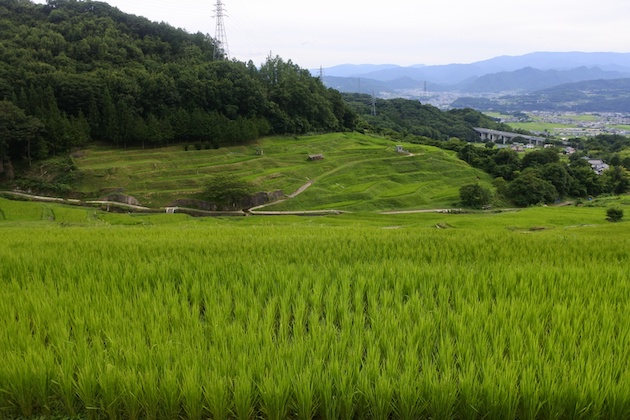 棚田の風景
