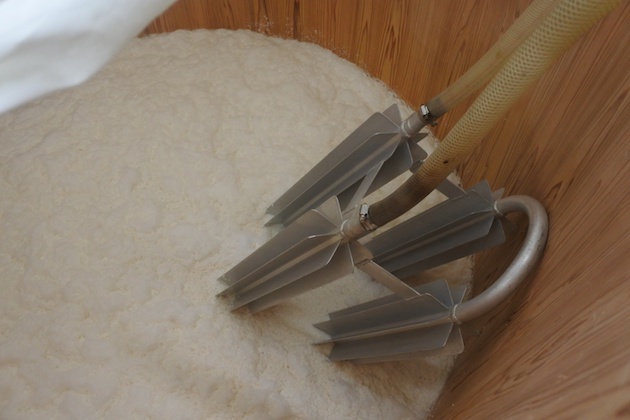 「スターフィン」の写真