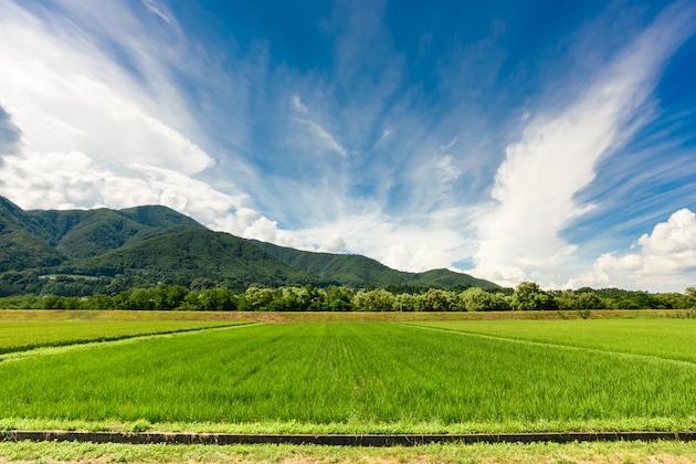 image of paddy field