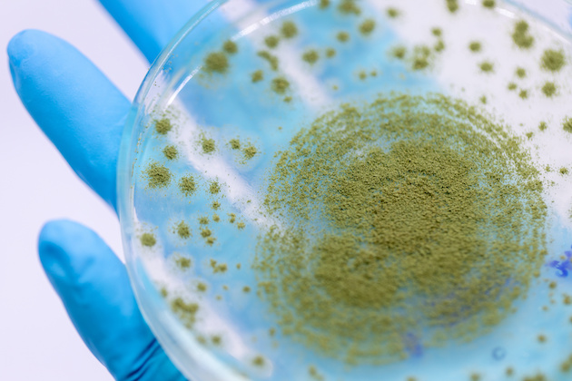 麹菌のイメージ画像