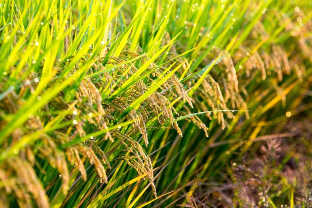 朝露の稲穂