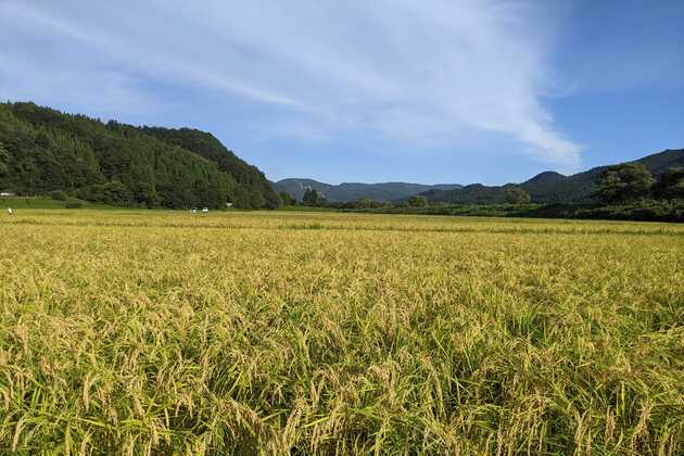 ねっかの田んぼ