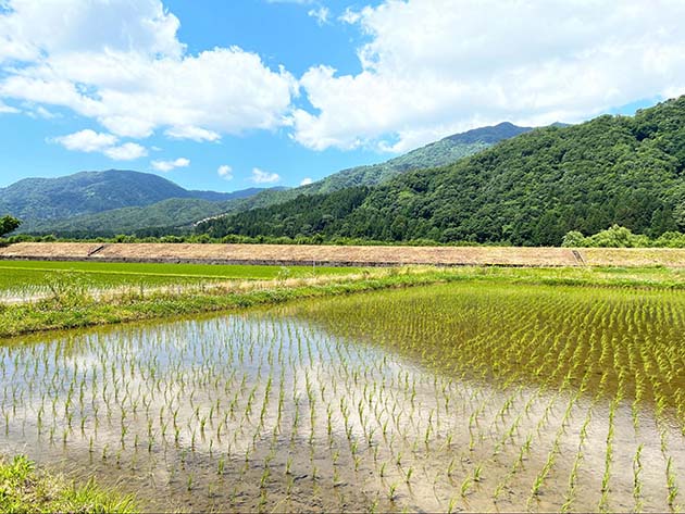初夏の田園風景