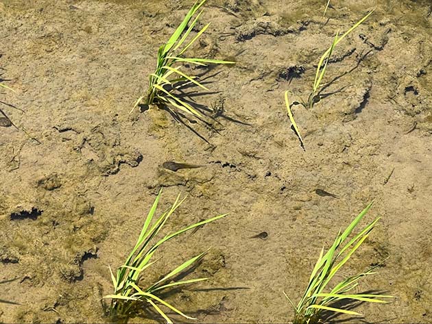 植えて間もない稲