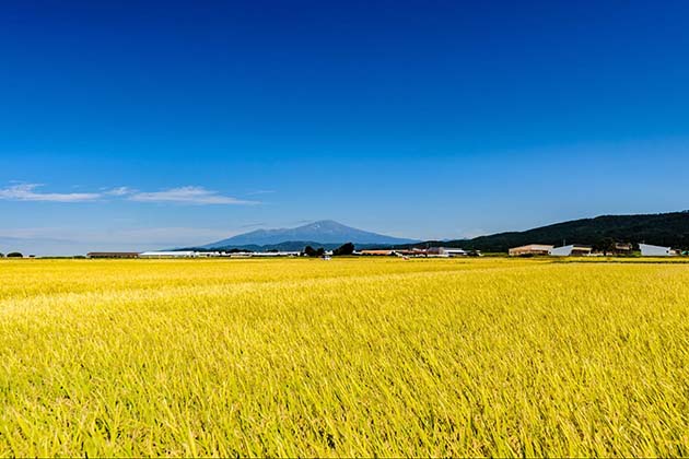鳥海山と黄金色の稲穂