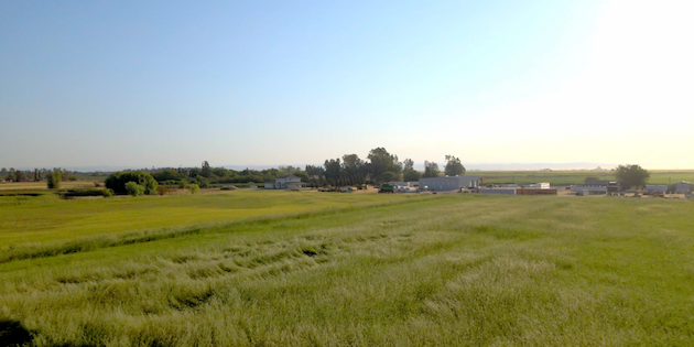 セコイヤ・ライスの水田