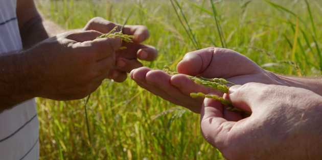 セコイヤ・ライスの水田の稲穂
