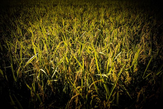 平井さんが育てた酒米の稲穂