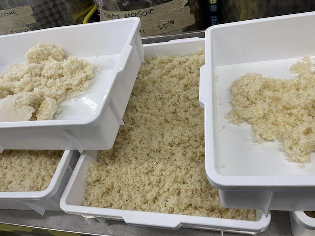 イタリアでの麹作り