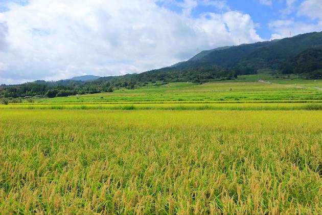 収穫間近の田園風景