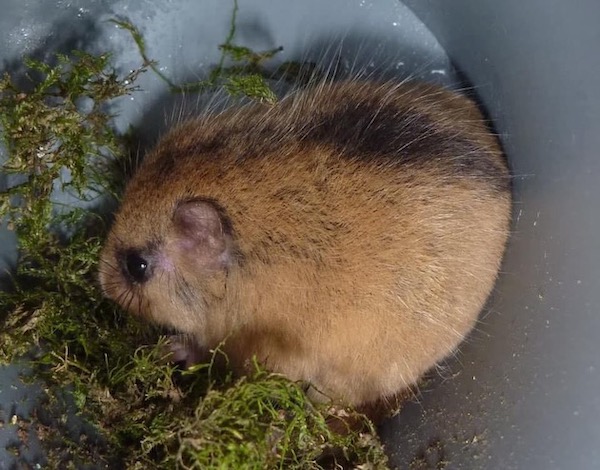 やまね酒造の名前の由来でもある「ニホンヤマネ」