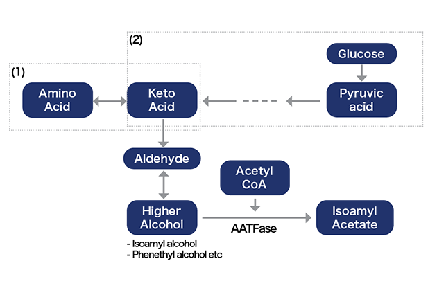 The pathway for isoamyl acetate