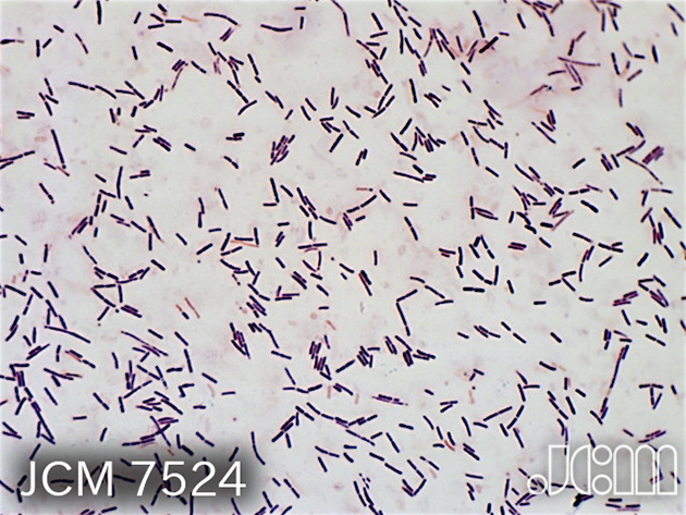 Lactobacillus homohiochii（火落ち菌の一種）