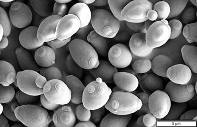 S.セレビシエ（画像出典：Mogana Das Murtey and Patchamuthu Ramasamy「Saccharomyces cerevisiae, SEM image」）