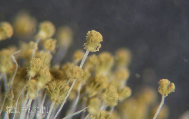 黄麹の胞子形成