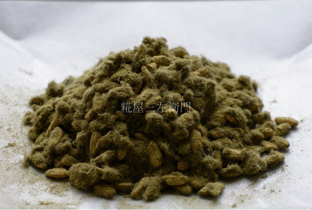 胞子がびっしりと生えた黄麹