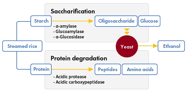 How enzymes work