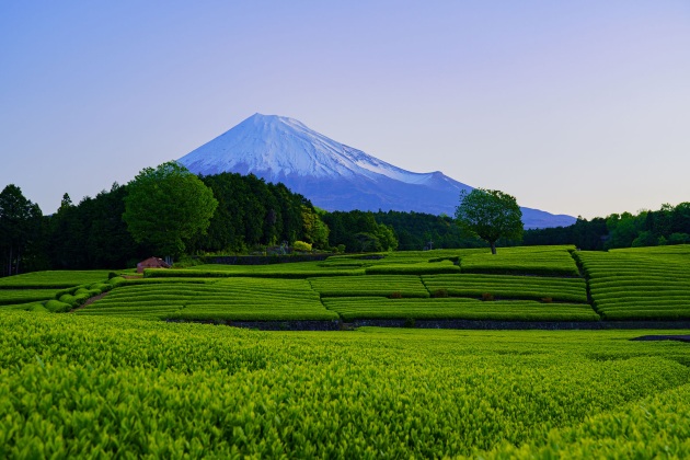 静岡県 大淵笹場、@SHori