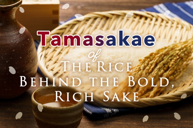 Genealogy of Tamasakae: Discover the Rice Behind the Bold, Rich Sake