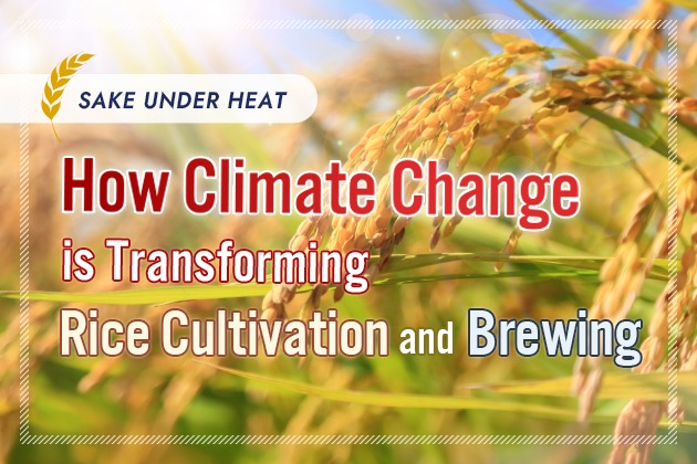 Sake Under Heat: How Climate Change Is Transforming Rice Cultivation and Brewing (1-2)