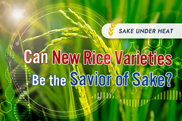 Sake Under Heat (2): Can New Rice Varieties Be the Savior of Sake?