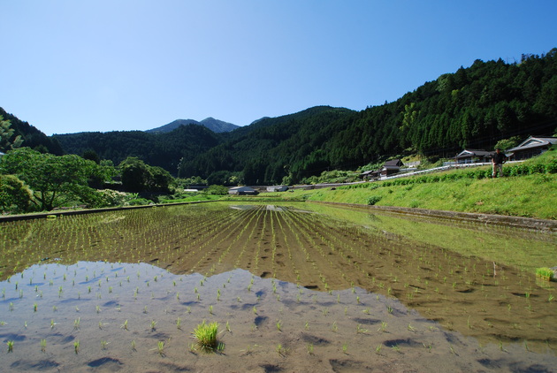 地元の契約農家さんの水田