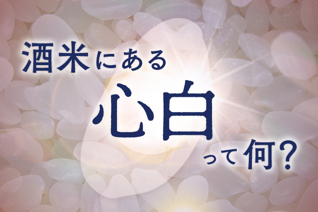 心白（しんぱく）って何？日本酒造りにおける役割、よくある誤解、最先端の研究を解説