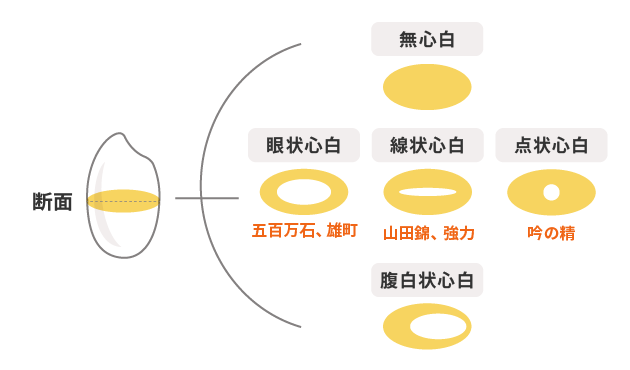 心白の種類