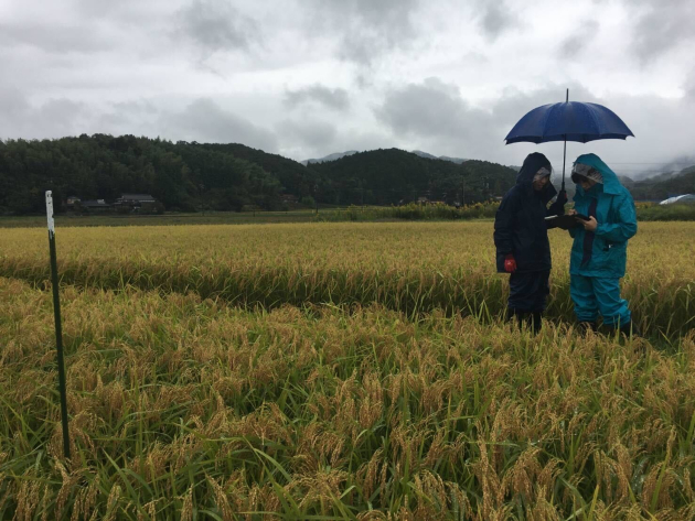 下関にある西都の雫の圃場(写真提供:山口大学)