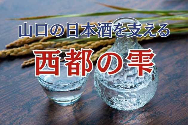 なぜ山口の日本酒蔵は「西都の雫」を選ぶのか？山田錦に並ぶ酒米の特徴、歴史、系譜を解説！