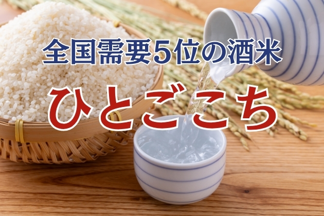 長野の実力派酒米「ひとごこち」とは？全国需要5位ランクインの理由を解説！