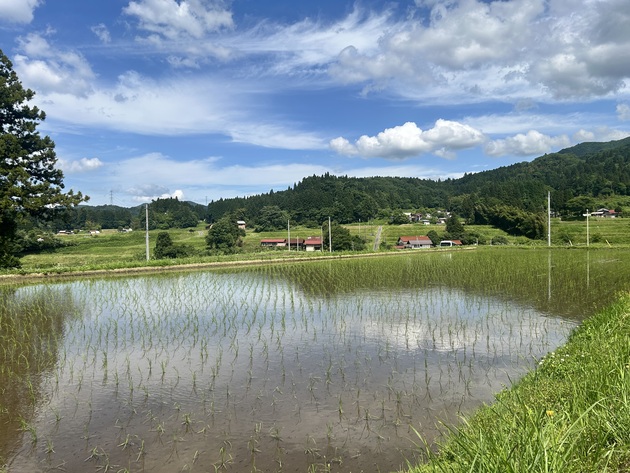 春陽の田植え後の様子