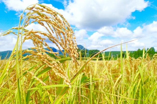 酒米のイメージ画像2