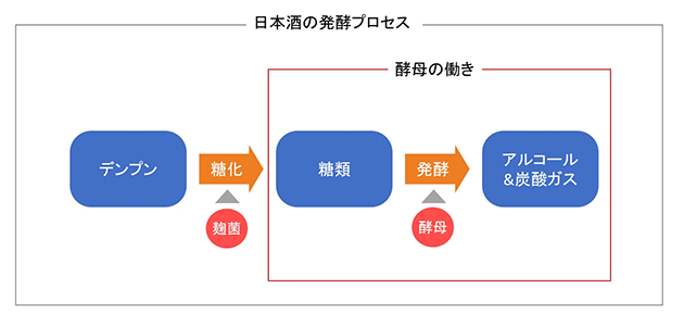 日本酒の発酵プロセス