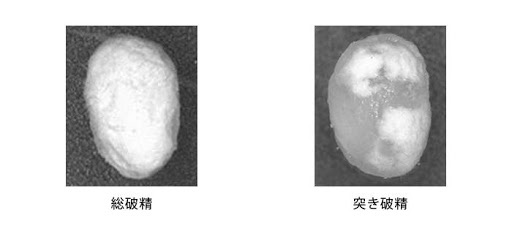 総破精と突き破精。白い部分が破精込み(画像出典:灘酒研究所)
