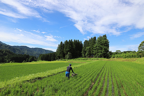 酒米の生産は農地・農村の環境保全に繋がる