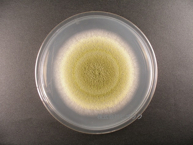 黄麹菌:Aspergillus oryzae(画像提供:株式会社ビオック)