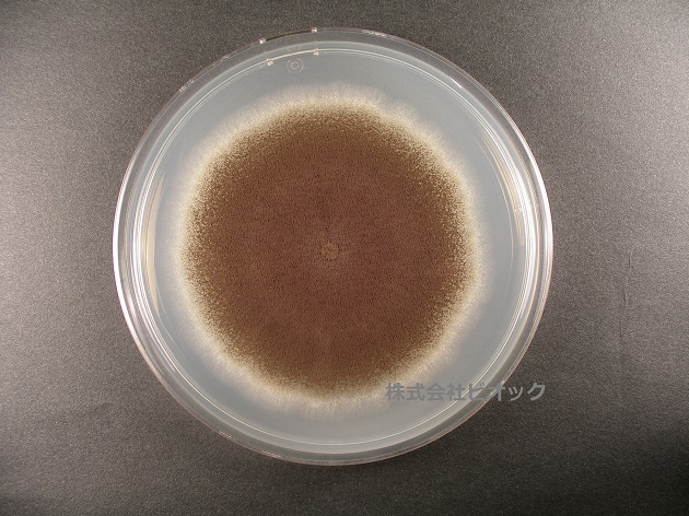 黒麹菌:Aspergillus luchuensis(画像提供:株式会社ビオック)