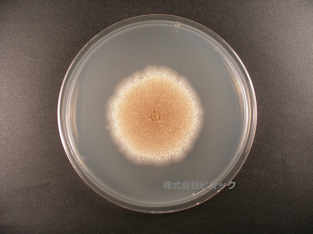 白麹菌:Aspergillus kawachii(画像提供:株式会社ビオック)