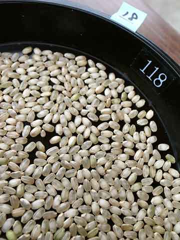 「雄町」の玄米