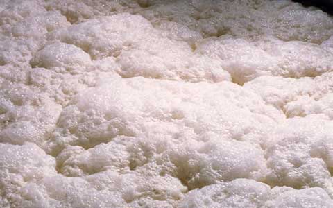 高泡が形成されたもろみの表面。タンクから溢れるほどの泡があがることもある。