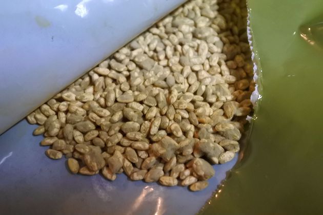 味噌用と米用をブレンドした麹菌（もやし）