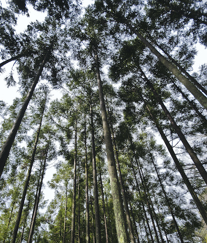 吉野杉の画像